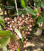 بنه، پسته کوهی